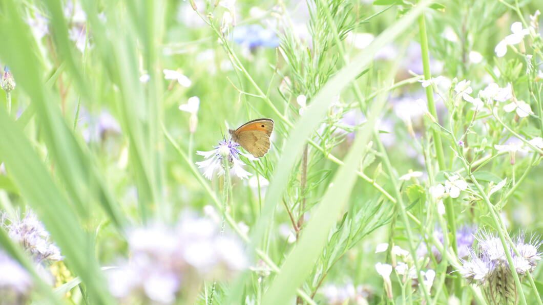 Vlinder zit op een bloem in een strook vol bloemen.