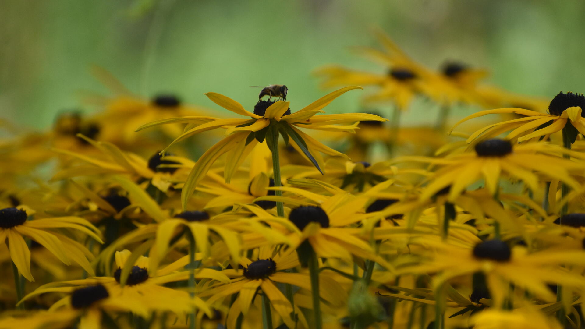 Gele bloemen met daarop insecten